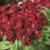 Dianthus barbatus Barbarini Red.jpg